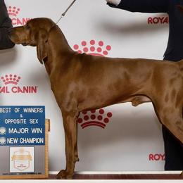 American Foxhounds, Redbone Coonhounds, and Treeing Walker Coonhounds from Lost Heritage Hounds