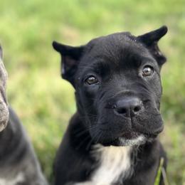 Cane Corso from Clarkrange Corsos