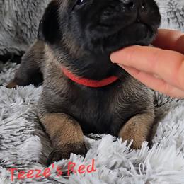 Teeze's Red - Mahogany female Belgian Malinois puppy in Berry, Alabama from North River k9
