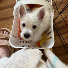 Male 1 - White male West Highland White Terrier puppy in Asheville, North Carolina from Westies of NC Highlands