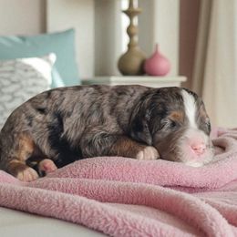 Indie - Blue merle female Bernedoodle puppy in Glenford, Ohio from Mi-De Doodles