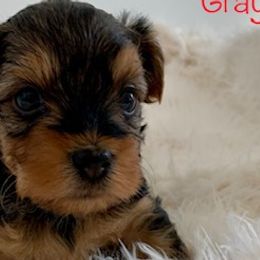 Yorkshire Terriers from MILK & HONEY 3:13 DREAM YORKIES LLC