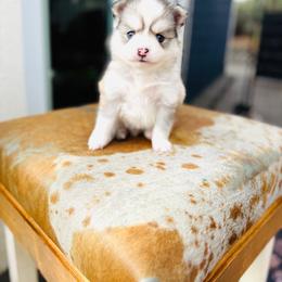 Mojito - Silver and white male Pomsky puppy in Yavapai County, Arizona from Pawsh Pomskies