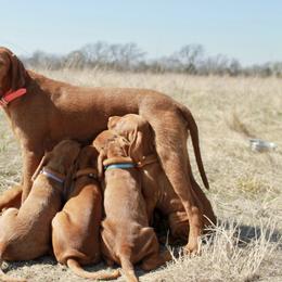 Wirehaired Vizsla Puppies from Cave Canis Kennels