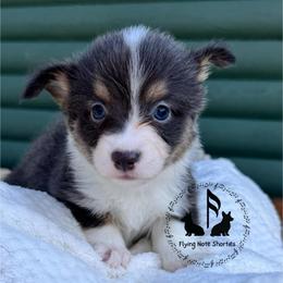 Bluie Sage Full Fluffy With A Tail - Blue female Pembroke Welsh Corgi puppy in Casper, Wyoming from Flying Note Shorties