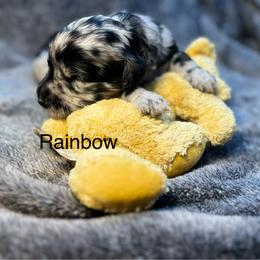 Rainbow - Merle female Goldendoodle puppy in New Ringgold, Pennsylvania from Hawk Mountain Doodles