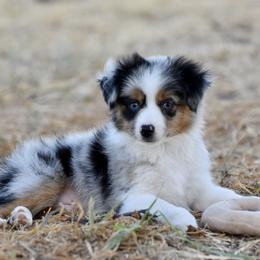 Ellis - Blue merle male Toy Australian Shepherd puppy in Wichita Falls, Texas from Shooting Stars Ranch Toy and Mini Aussies