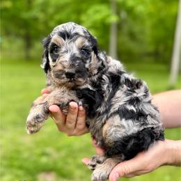 Sherbert - Merle male Bernedoodle puppy in Midland, Michigan from Northern Charm Farm