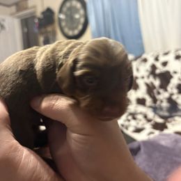 Tiramisu - Chocolate and tan male Dachshund puppy in Lubbock, Texas from It’s a Hot Mess