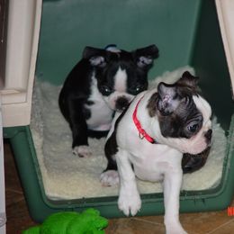 Boston Terrier Puppies from Achates Bostons