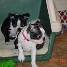 Boston Terrier Puppies from Achates Bostons