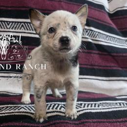 Bashful - Blue female Australian Cattle Dog puppy in Silsbee, Texas from Rockin ND Ranch