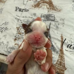 Male 2 - Red and white male Shih Tzu puppy in Suwanee County, Florida from Everlasting Shih Tzu