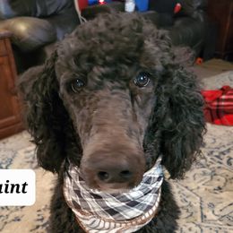 Saint - Poodle