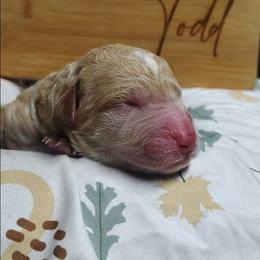Silver collar - Cream female Goldendoodle puppy in Willow Springs, Missouri from Todd Family Homestead