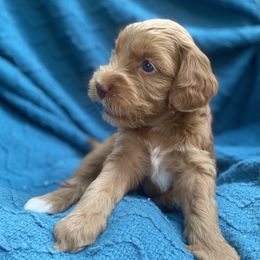 Australian Labradoodle Puppies from Salona- Australian Labradoodles of North America