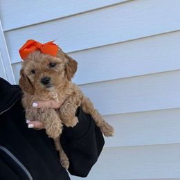 Lili - Apricot female Goldendoodle puppy in Mint Hill, North Carolina from DoodleForever