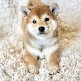 Poppy - Red female Shiba Inu puppy in Trenton, Nebraska from Prairie Shibas