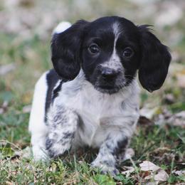 Dachshund Puppies from Tygart Creek Dachshunds