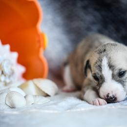 Whippet Puppies from Winstar Whippets