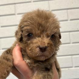 Ralee - Red merle female Aussiedoodle puppy in Denton, Maryland from Royal Conron Doodles
