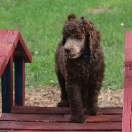 Poodle Puppies from RK'S Pets