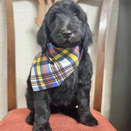Smore- Tan Collar - Black male Goldendoodle puppy in Bay City, Texas from Charming Doods Goldendoodles