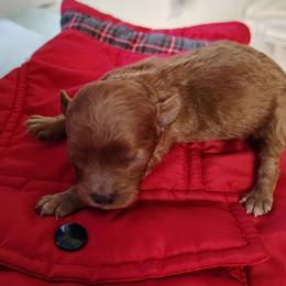 Girl 3 - female Cavapoo puppy in Salisbury, North Carolina from Carolina Canines