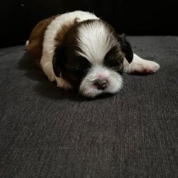 Diamond - Shih Tzu