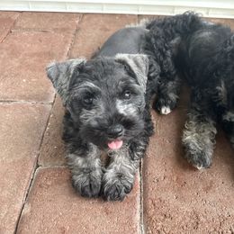 Miniature Schnauzer Puppies from Aria's Miniature Schnauzers