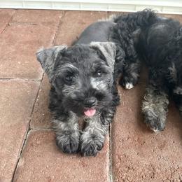 Miniature Schnauzer Puppies from Aria's Miniature Schnauzers