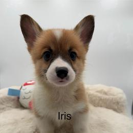 Iris - Red female Pembroke Welsh Corgi puppy in Minooka, Illinois from Lucky J Corgis