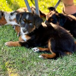 Sprite - Black tri female Miniature Australian Shepherd puppy in Lincoln, California from Country Dreams Mini Aussies