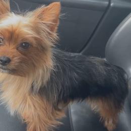 Pene🎀 - Yorkshire Terrier