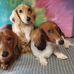 Dachshund All Grown Up from Gale’s Gorgeous Dachshunds