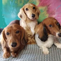 Dachshund All Grown Up from Gale’s Gorgeous Dachshunds