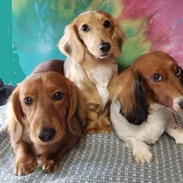 Dachshund All Grown Up from Gale’s Gorgeous Dachshunds