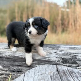 Ecco - Black tri female Miniature Australian Shepherd puppy in Greenville, South Carolina from QC Homestead Miniature Australian Shepherds