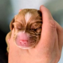 Berry - Red male Cocker Spaniel puppy in Bayfield, Colorado from Lucky Doodle Creations