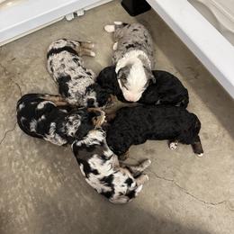 Bernedoodle Puppies from Little Diamond Doodles