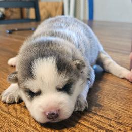 Daisy - Blue female Pomsky puppy in Stover, Missouri from Lx2 County Line Pomskies