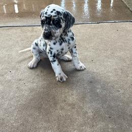 Zev - White black and tan female Dalmatian puppy in Fort Cavasos, Texas from Mainstreet Dalmation