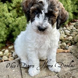 Goldendoodle Puppies from Ohio Down Home Doodles