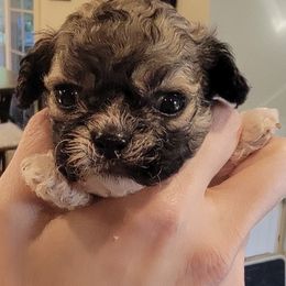 Gonzo - Brown and white male Shichon puppy in Kent, Washington from Mad Hatter Farm