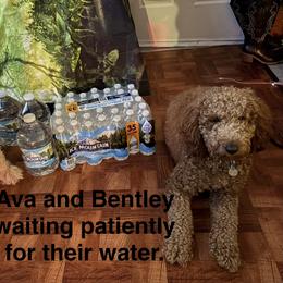 Goldendoodle Puppies from A&B Happybreeds