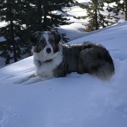 Harper - Miniature Australian Shepherd