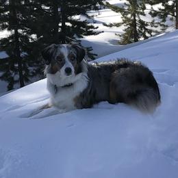Harper - Miniature Australian Shepherd