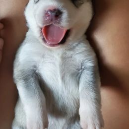 Siberian Husky Puppies from Canace Siberians