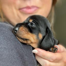 Archie - Black and tan male Dachshund puppy in Richmond, Kentucky from Cemcade Dachshunds