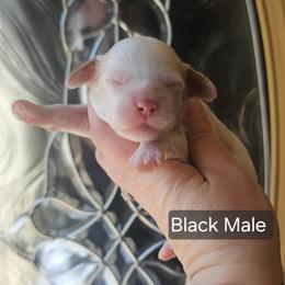 Black Male - Red and white male Cockapoo puppy in Mocksville, North Carolina from Hunting Creek Farm & Kennel